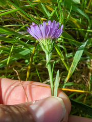 Symphyotrichum lentum