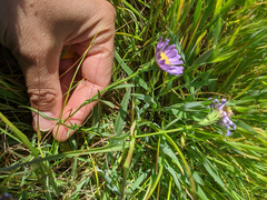 Symphyotrichum lentum