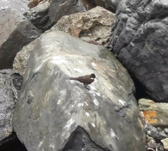 Cinclodes nigrofumosus