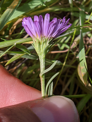 Symphyotrichum lentum