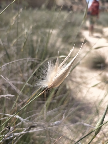 Lygeum spartum, photograph 2