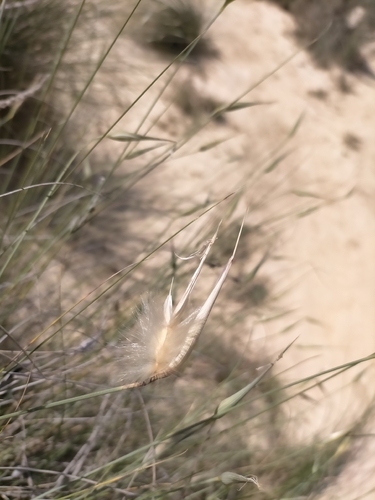 Lygeum spartum, photograph 4