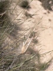 Lygeum spartum, photograph (c) Samantha Bazan, some rights reserved (CC BY)