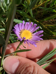 Symphyotrichum lentum