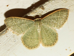 Chlorochlamys