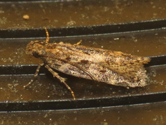 Chionodes nanodella