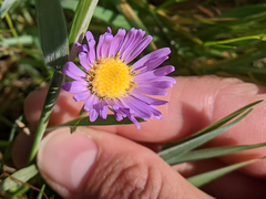 Symphyotrichum lentum
