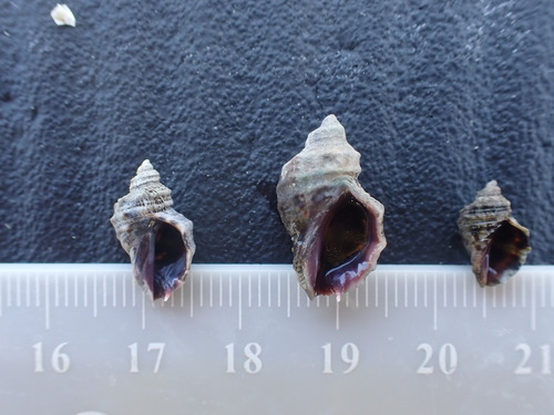 Mexacanthina angelica observed 2026-04-24