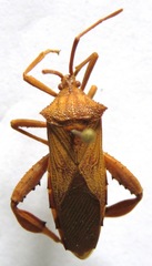 Melucha quadrivittis