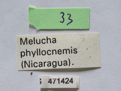 Melucha quadrivittis
