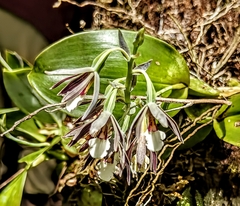 Prosthechea campylostalix