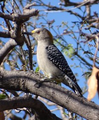 Melanerpes aurifrons