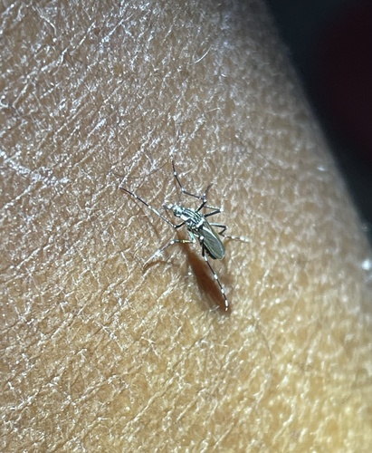 Yellow Fever Mosquito