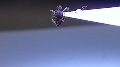 Stigmatomma pallipes