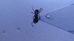 Stigmatomma pallipes