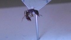 Stigmatomma pallipes