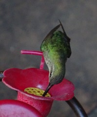 Cynanthus latirostris