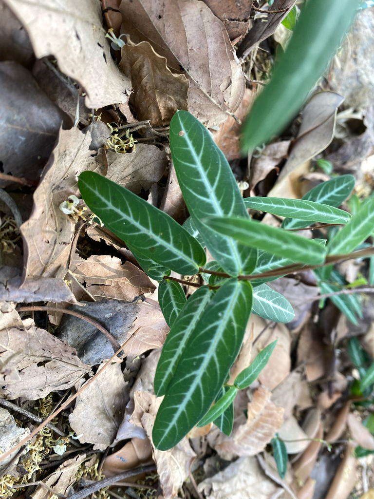 Indian Sarsaparilla