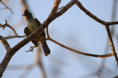 Elaenia flavogaster