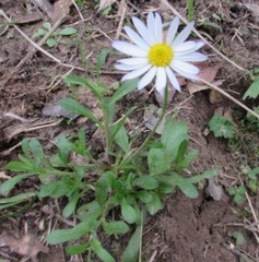 Aphanostephus skirrhobasis