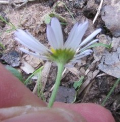 Aphanostephus skirrhobasis