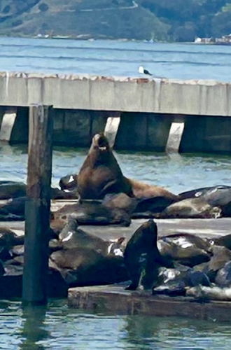 Sighting photo