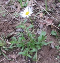 Aphanostephus skirrhobasis