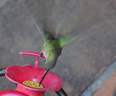 Cynanthus latirostris