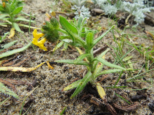 Woolly breeches (Amsinckia spectabilis)