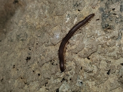 Tynommatidae
