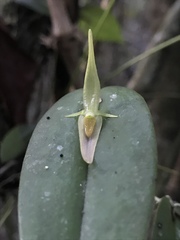 Pleurothallis microcardia