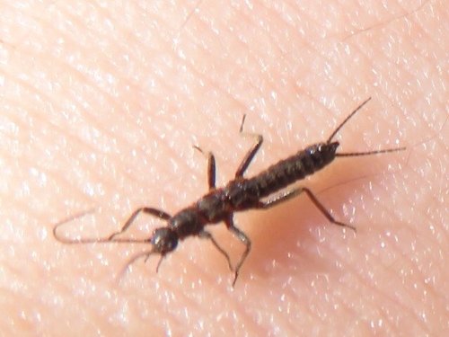 Shortwing Snowfly photo 4