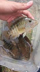 Herichthys carpintis