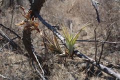 Tillandsia achyrostachys
