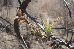 (c) Arturo Castro Castro, some rights reserved (CC BY) Tillandsia achyrostachys, photograph (c) Arturo Castro Castro, some rights reserved (CC BY)