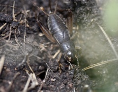 Miogryllus