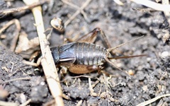 Miogryllus