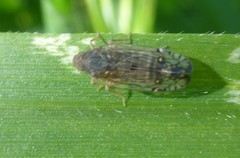 Platycixius calvus