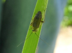 Irbisia