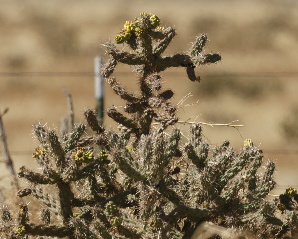 tree cholla from El Paso County, CO, USA on April 13, 2026 at 12:47 PM ...