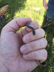 Diadophis punctatus similis