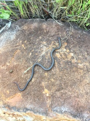 Diadophis punctatus similis