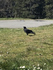 Corvus brachyrhynchos caurinus