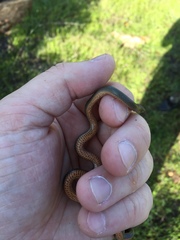 Diadophis punctatus similis