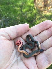 Diadophis punctatus similis