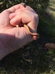 Diadophis punctatus similis