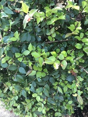 Ligustrum japonicum