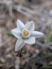Muilla coronata