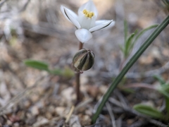 Muilla coronata