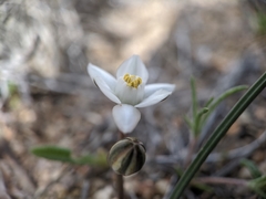 Muilla coronata